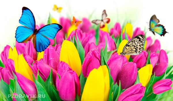 Картинка на 8 марта - тюльпаны и бабочки