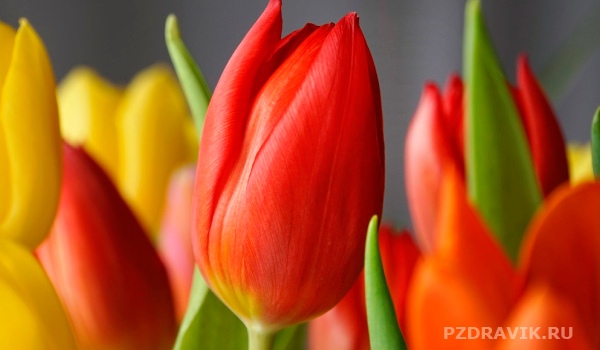 Открытка с красными тюльпанами на 8 марта