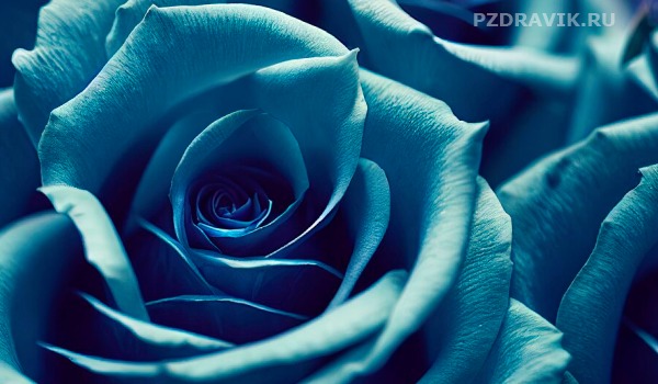 Красивая открытка папе с синей розой